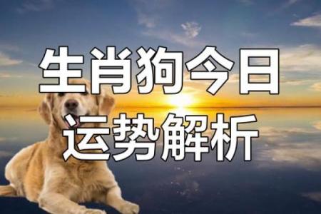 1930年属狗之命：智慧与勇气的结合，探寻命运的奥秘