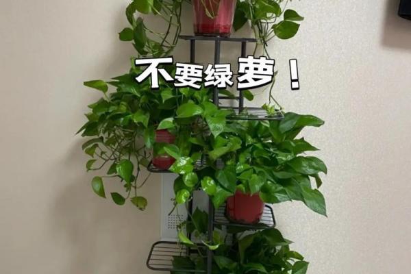 水命家庭适合养哪些植物与宠物？让家中充满生机与活力！
