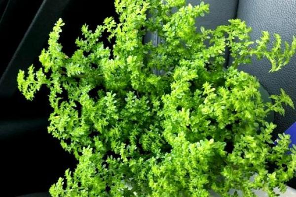 水命家庭适合养哪些植物与宠物？让家中充满生机与活力！