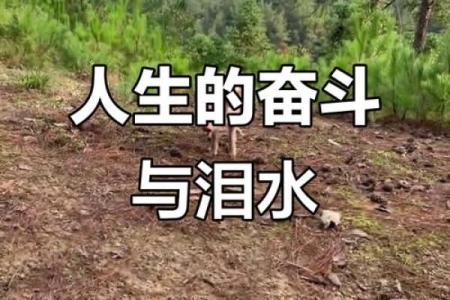 壬午年生人的命运特征与人生指南