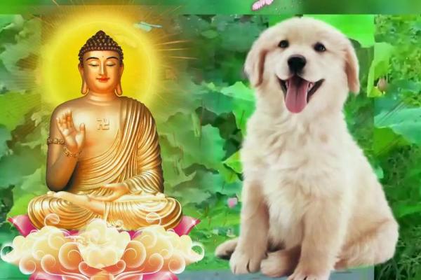 94年属狗的人生特点与命运解析