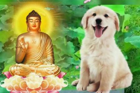 94年属狗的人生特点与命运解析