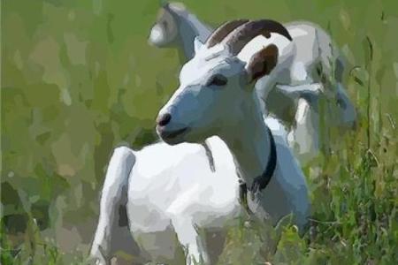 生肖羊女性的性格与命运：如云般温柔却又坚韧不拔！