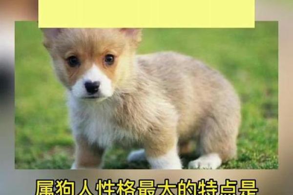 属狗孩子的命理解析：揭示他们的性格与命运