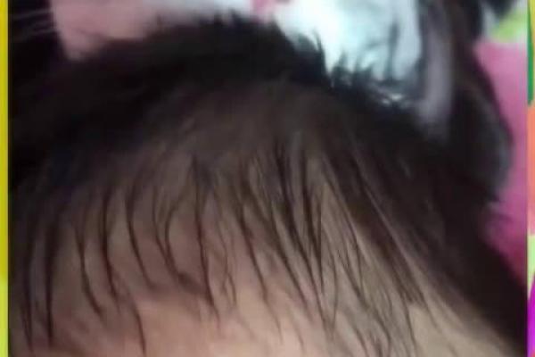 什么命格养不了宠物？揭秘命理与宠物之间的隐秘关系