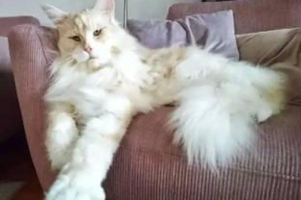 什么命格养不了宠物？揭秘命理与宠物之间的隐秘关系