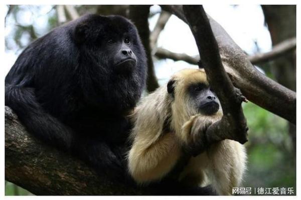 695年：庚申年与猴子的命运之舞