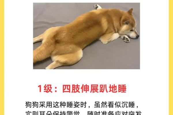 宠物健康危机:九种疾病让我们无能为力! 宠物健康危机:九种疾病让我们无能为力!