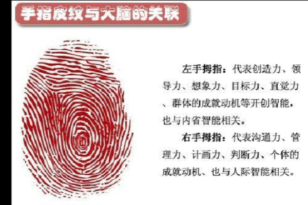 手指的秘密：你手指的形状决定你的命运吗？