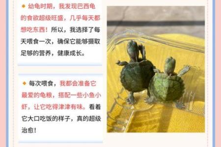 如何通过科学方法培育强壮乌龟，提升养殖效率