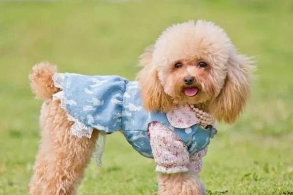 属狗金命佩戴首饰的最佳选择与搭配建议