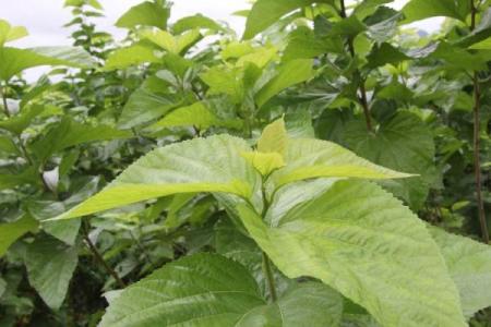 桑树木命的颜色选择：与运势相伴的智慧之道