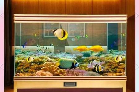 什么命的人能养鱼？揭开水中生灵的命理之谜！