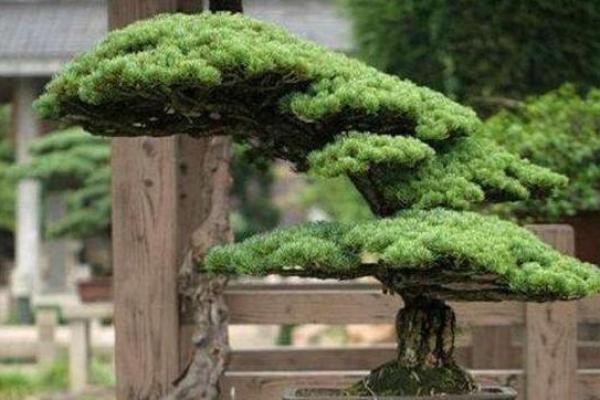 松柏木命女孩的命理解析：缺乏什么，如何弥补？