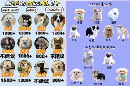 沙中土命与最适合的宠物选择，探索个性化养宠之道！