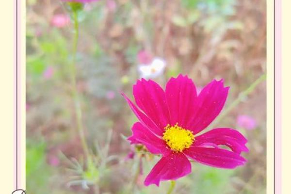 漂泊之旅：在心灵深处寻找归属感与自由