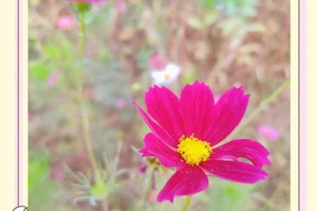 漂泊之旅：在心灵深处寻找归属感与自由