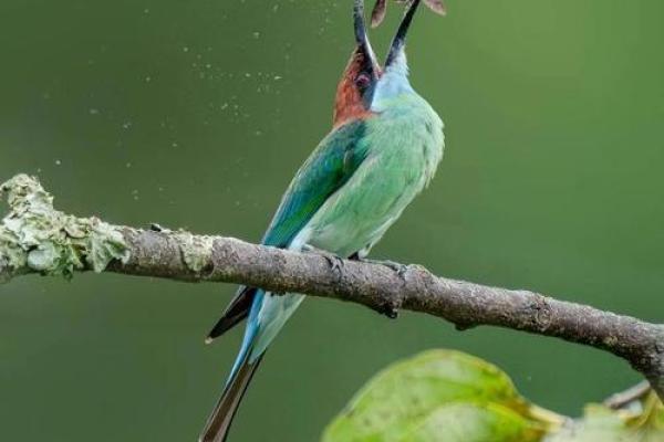 世界上寿命最长的动物:海洋的守护者与陆地的长寿者 世界上寿命最长的动物:海洋的守护者与陆地的长寿者