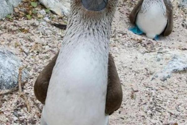 世界上寿命最长的动物:海洋的守护者与陆地的长寿者 世界上寿命最长的动物:海洋的守护者与陆地的长寿者