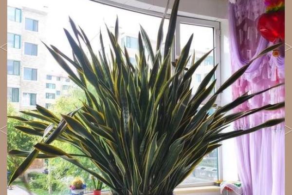 沙中土命的植物选择：为你的命理增添生命力与好运