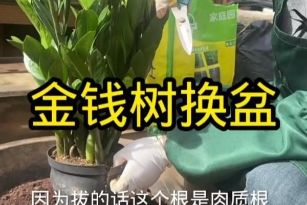 如何选择合适的命理来养护金钱树，助你财富增值