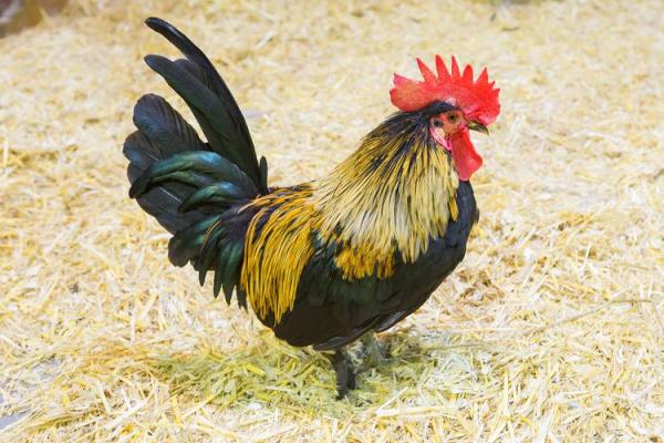 1946年出生的鸡年命：命运与性格的完美结合