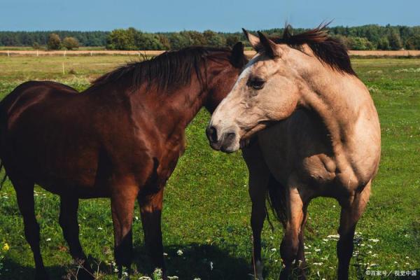 生肖马命适合的宝石，财富与运势双丰收！