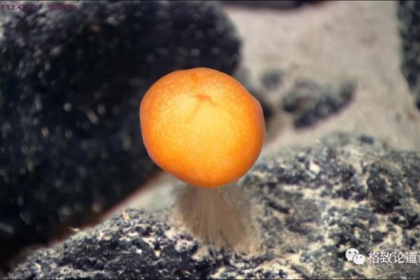 水生灵命的世界：探索水下生物的乐趣与适配游戏推荐