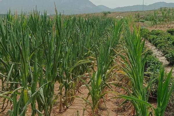 缺水命：如何在干旱中找到生活的新方向