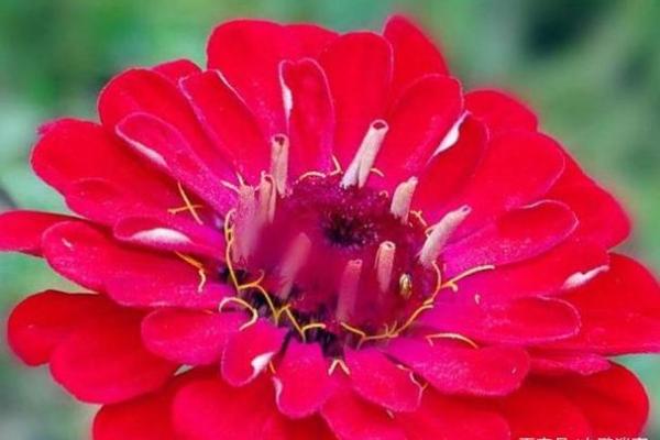 金钗命女性的佩戴指南:如何选择合适的饰品提升运势? 金钗命女性的佩戴指南:如何选择合适的饰品提升运势?