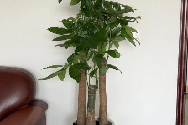 平地木命人的植物选择:养什么植物最合适? 平地木命人的植物选择:养什么植物最合适?