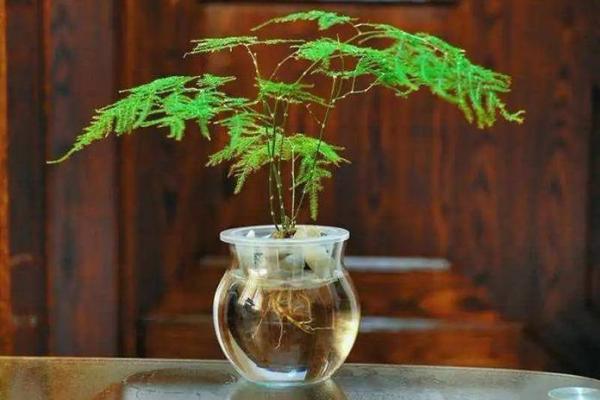 平地木命人的植物选择:养什么植物最合适? 平地木命人的植物选择:养什么植物最合适?