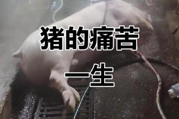 1971年辛亥命的猪:活出精彩人生的秘密 1971年辛亥命的猪:活出精彩人生的秘密