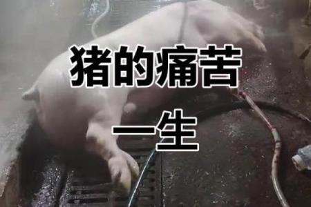 1971年辛亥命的猪：活出精彩人生的秘密