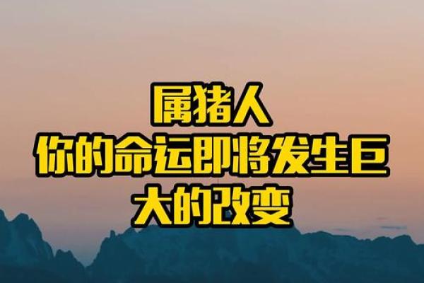 2019年猪年:猪命最好的人生哲学与生活智慧 2019年猪年:猪命最好的人生哲学与生活智慧