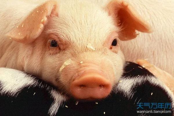 2023年属猪宝宝的命理解析:揭秘他们的性格与未来运势 2023年属猪宝宝的命理解析:揭秘他们的性格与未来运势