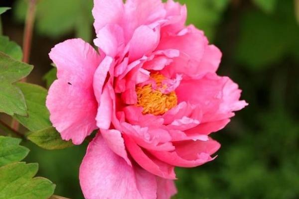 2019年木命之年的生活与运势解析:如何把握机会,迎接挑战 2019年木命之年的生活与运势解析:如何把握机会,迎接挑战