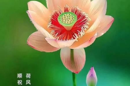 1981年8月28日出生者的命运解析与人生智慧