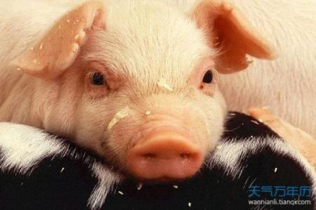 2023年属猪宝宝的命理解析：揭秘他们的性格与未来运势