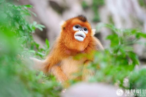 1992年金猴出生的命运与性格揭秘 1992年金猴出生的命运与性格揭秘