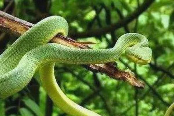 探索木命蛇的最佳方位:助力生活与事业的方向选择 探索木命蛇的最佳方位:助力生活与事业的方向选择