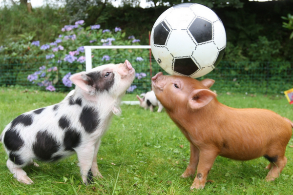 1972年出生的猪命:解析其性格、运势与人生的精彩旅程 1972年出生的猪命:解析其性格、运势与人生的精彩旅程