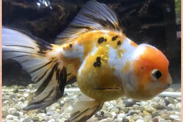 探秘算命金鱼命:你命中注定的水中之灵! 探秘算命金鱼命:你命中注定的水中之灵!