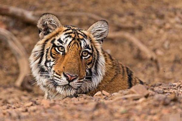 1966年虎年出生的命运解析与人生建议 1966年虎年出生的命运解析与人生建议