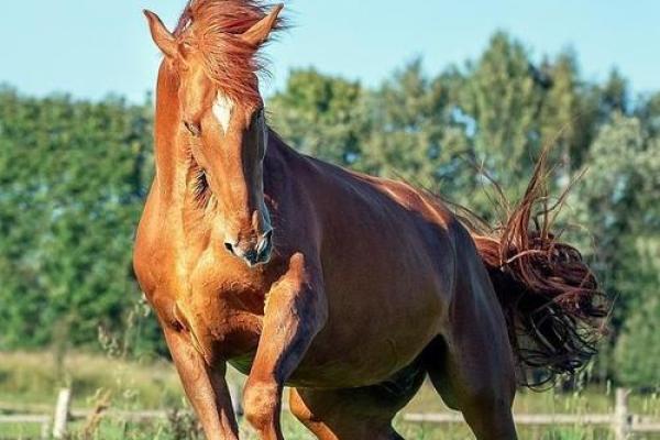 1988年的马:风云之中,命运的轨迹 1988年的马:风云之中,命运的轨迹