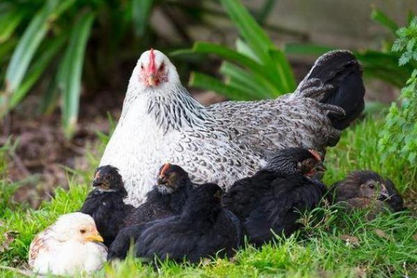 探索1969年属鸡人的命运与人生旅程 探索1969年属鸡人的命运与人生旅程