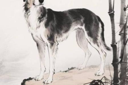 2023年属狗人的运势分析：缺失的元素与提升方法