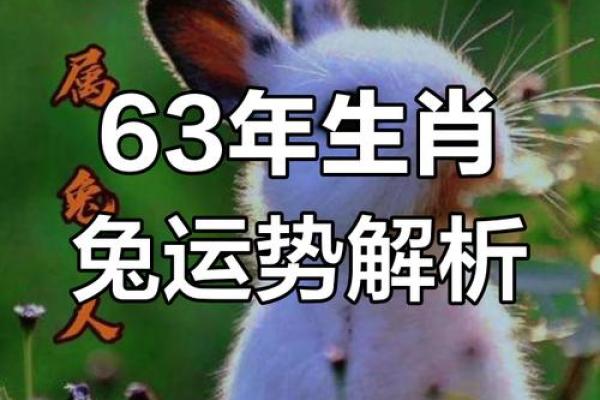 1951年出生属兔:明理睿智之命与岁月的印记 1951年出生属兔:明理睿智之命与岁月的印记