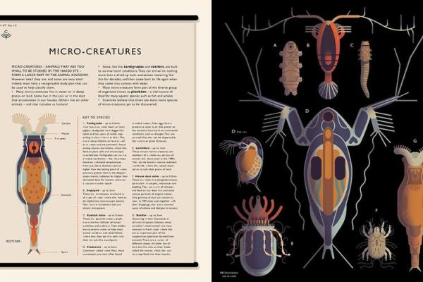 生物倒立:探索自然界颠倒世界的奇妙之旅 生物倒立:探索自然界颠倒世界的奇妙之旅