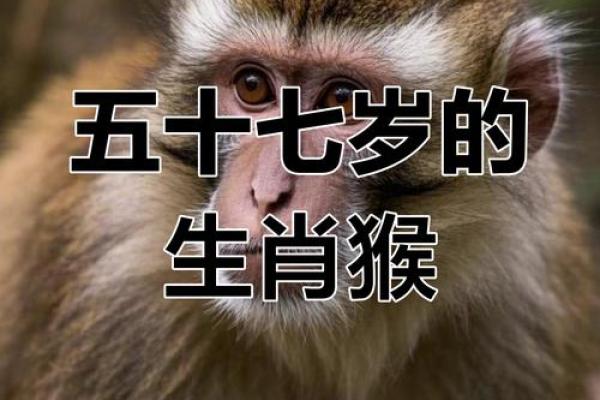 80猴是什么命?分析猴年出生者的命理与生活运势 80猴是什么命?分析猴年出生者的命理与生活运势